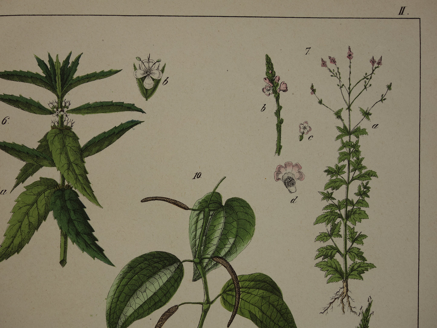 Oude Botanische Prent Zwarte Peper Olijfboom uit 1874 Antieke Illustratie Boterkruid Blaasjeskruid - Originele Vintage Print