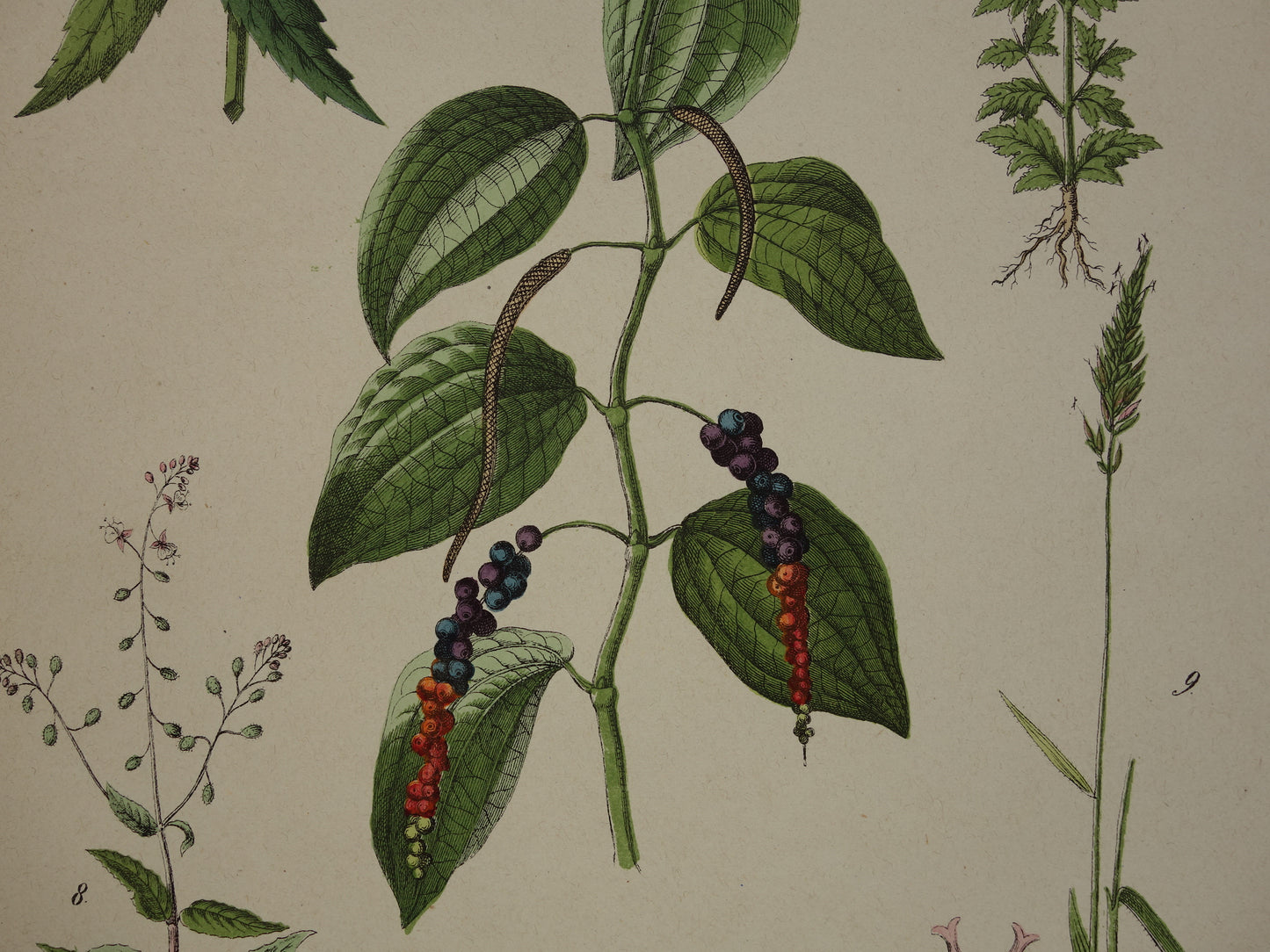 Oude Botanische Prent Zwarte Peper Olijfboom uit 1874 Antieke Illustratie Boterkruid Blaasjeskruid - Originele Vintage Print