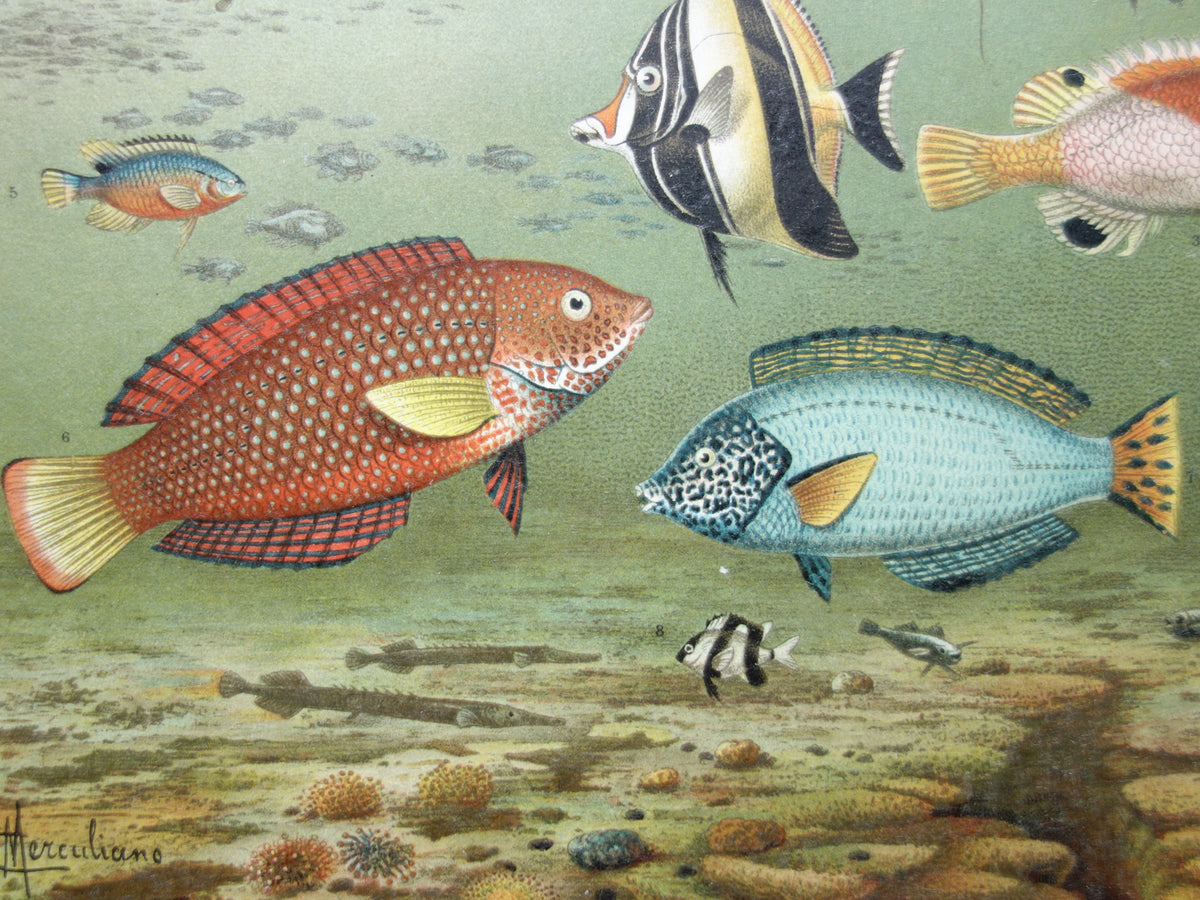 Tropischer Fisch Vintage Druck original antike niederländische Druckmaske Wimpel runder Fledermausfisch