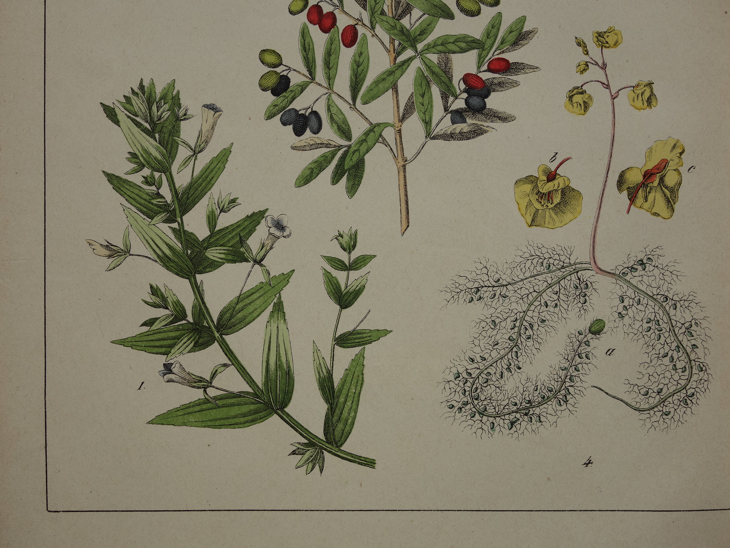 Oude Botanische Prent Zwarte Peper Olijfboom uit 1874 Antieke Illustratie Boterkruid Blaasjeskruid - Originele Vintage Print