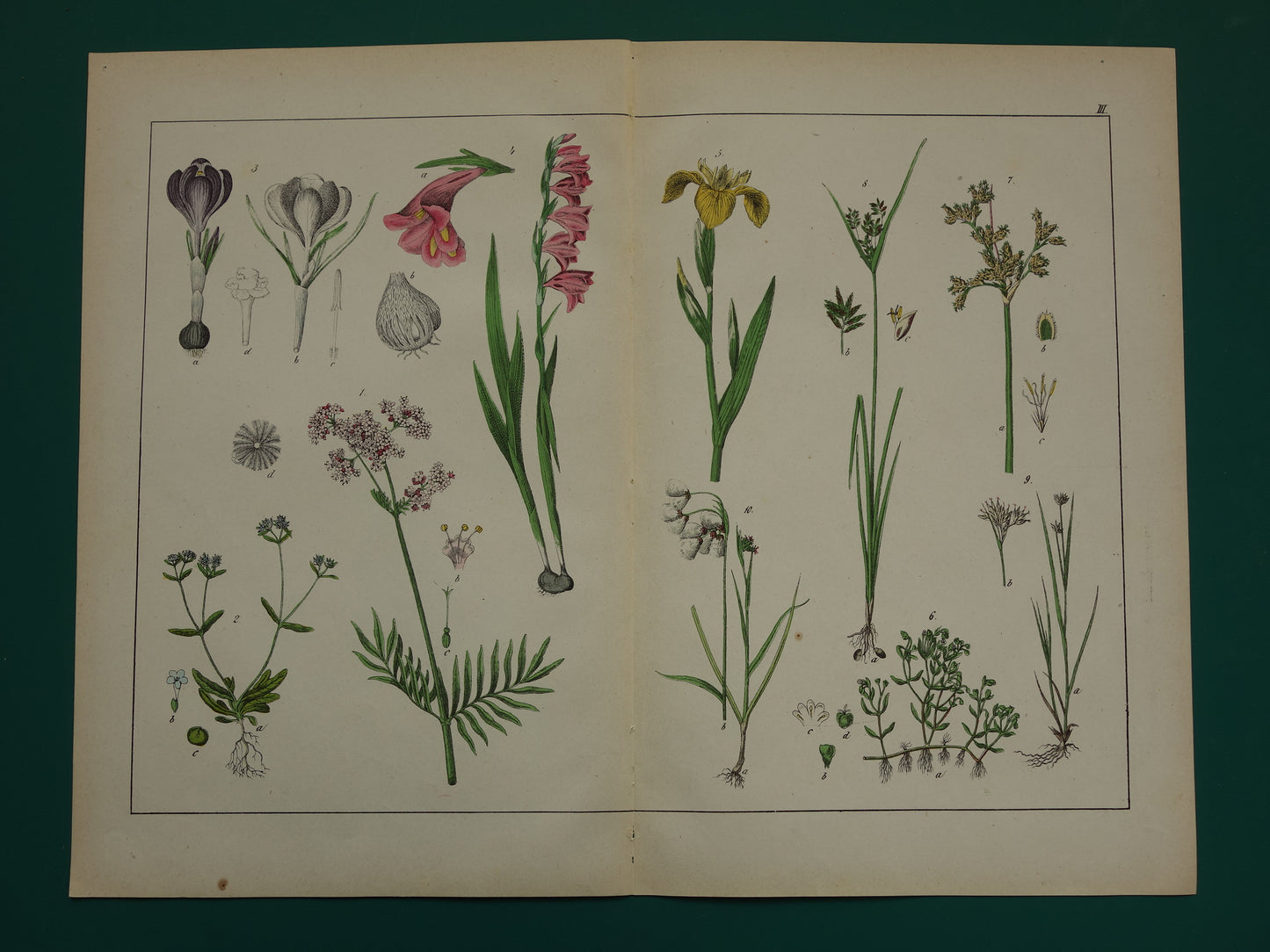 Bloemen Oude Botanische Prent Krokus Iris Gladiool uit 1874 Antieke Illustratie - Originele Vintage Valeriaan Print