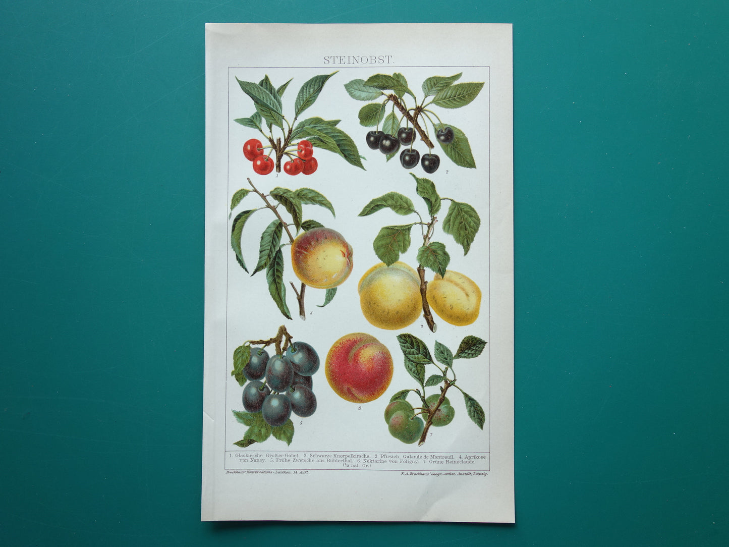 FRUIT Oude botanische prent uit het jaar 1908 kleine originele antieke fruitsoorten illustratie Kers Perzik Abrikoos Nectarine