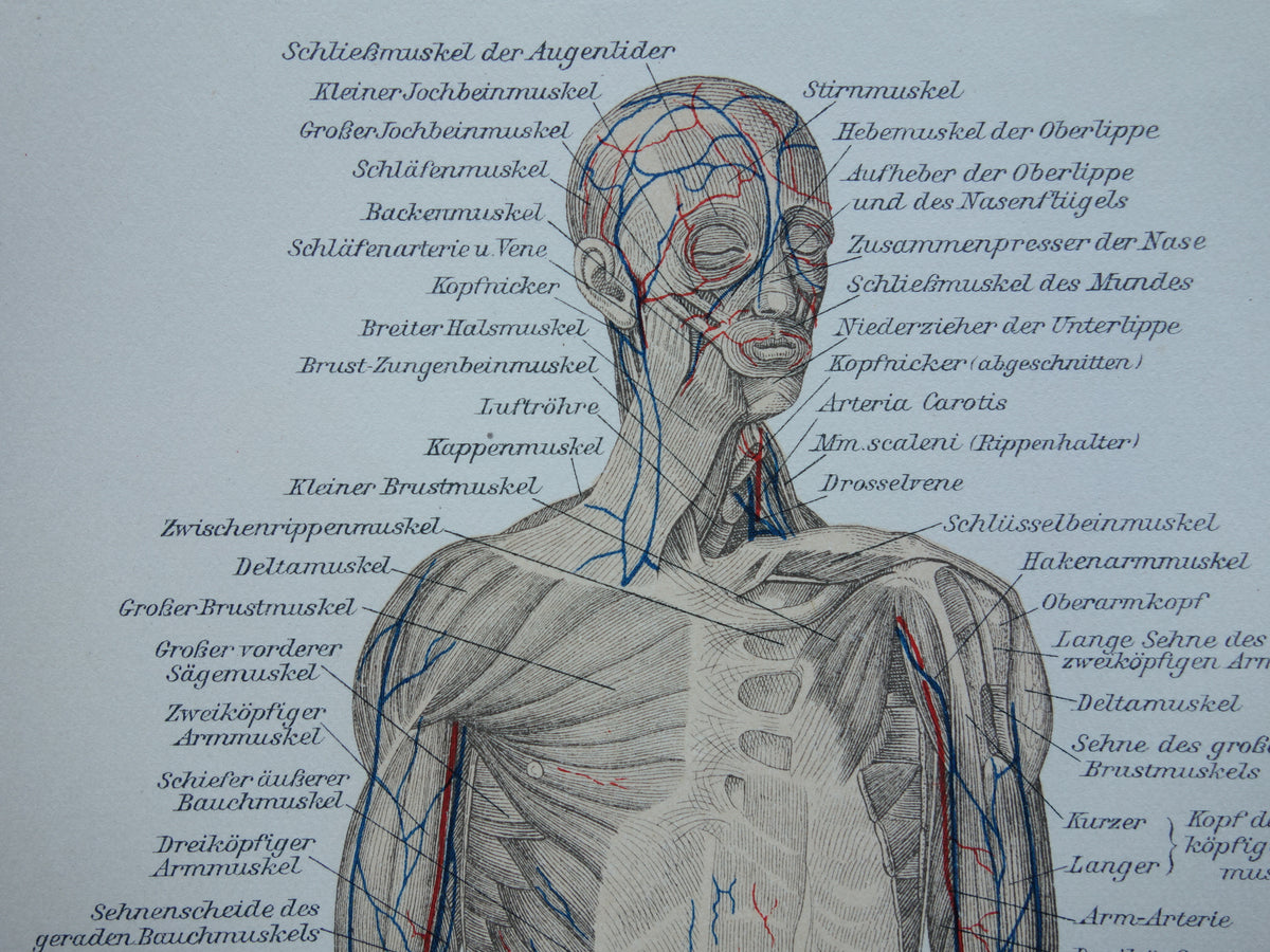 SPIEREN Oude anatomie prent uit 1909 originele vintage anatomische illustratie spier lichaam vintage print