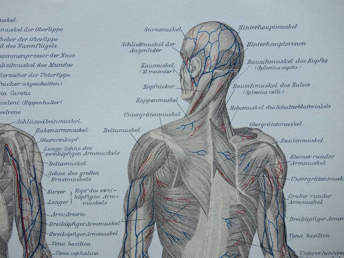 SPIEREN Oude anatomie prent uit 1909 originele vintage anatomische illustratie spier lichaam vintage print
