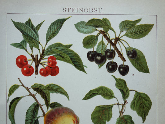 FRUIT Oude botanische prent uit het jaar 1908 kleine originele antieke fruitsoorten illustratie Kers Perzik Abrikoos Nectarine