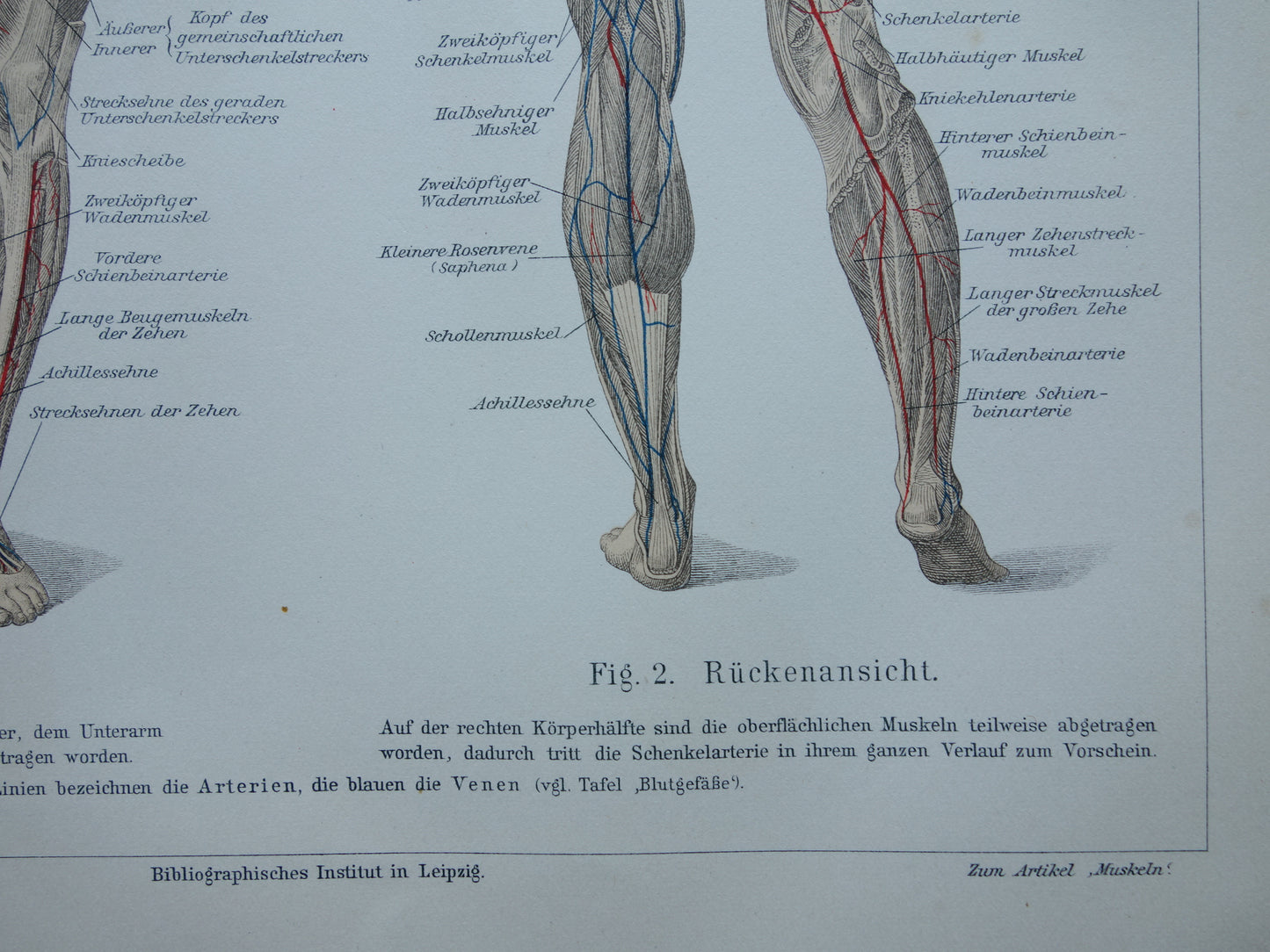 SPIEREN Oude anatomie prent uit 1909 originele vintage anatomische illustratie spier lichaam vintage print