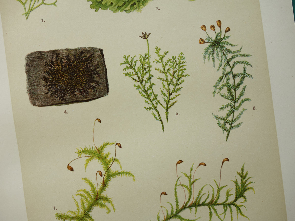 MOSSEN Oude botanische prenten over MOS set van twee 1911 originele antieke illustratie Mossen planten