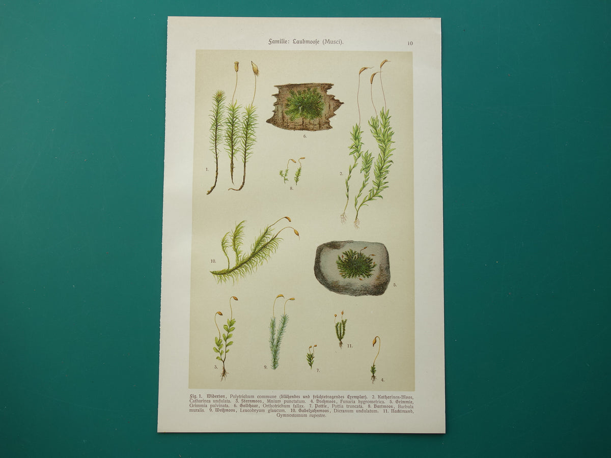 MOSSEN Oude botanische prenten over MOS set van twee 1911 originele antieke illustratie Mossen planten