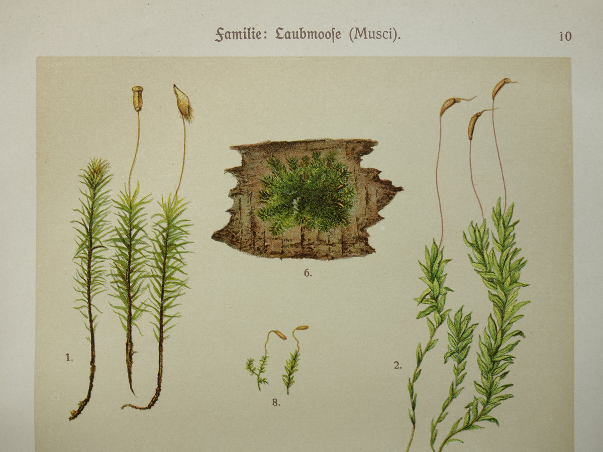 MOSSEN Oude botanische prenten over MOS set van twee 1911 originele antieke illustratie Mossen planten