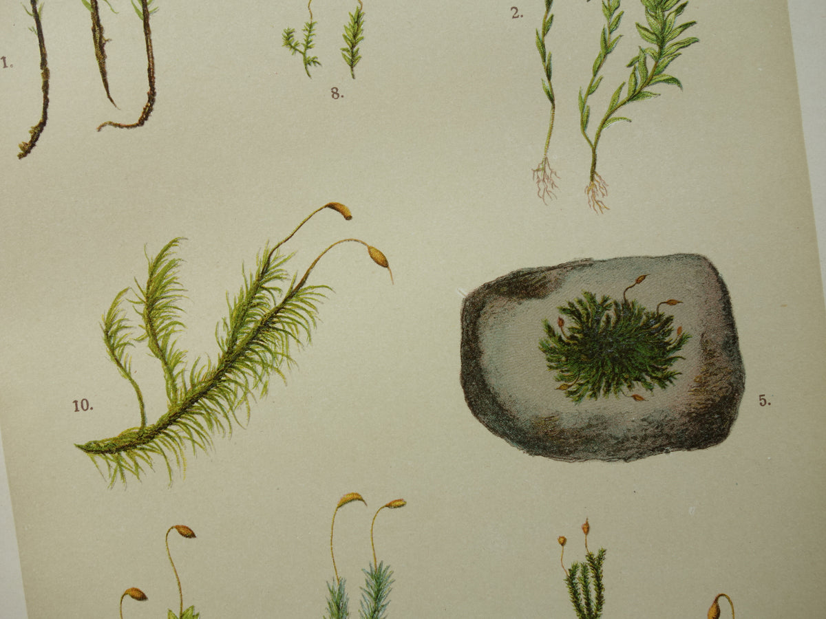 MOSSEN Oude botanische prenten over MOS set van twee 1911 originele antieke illustratie Mossen planten