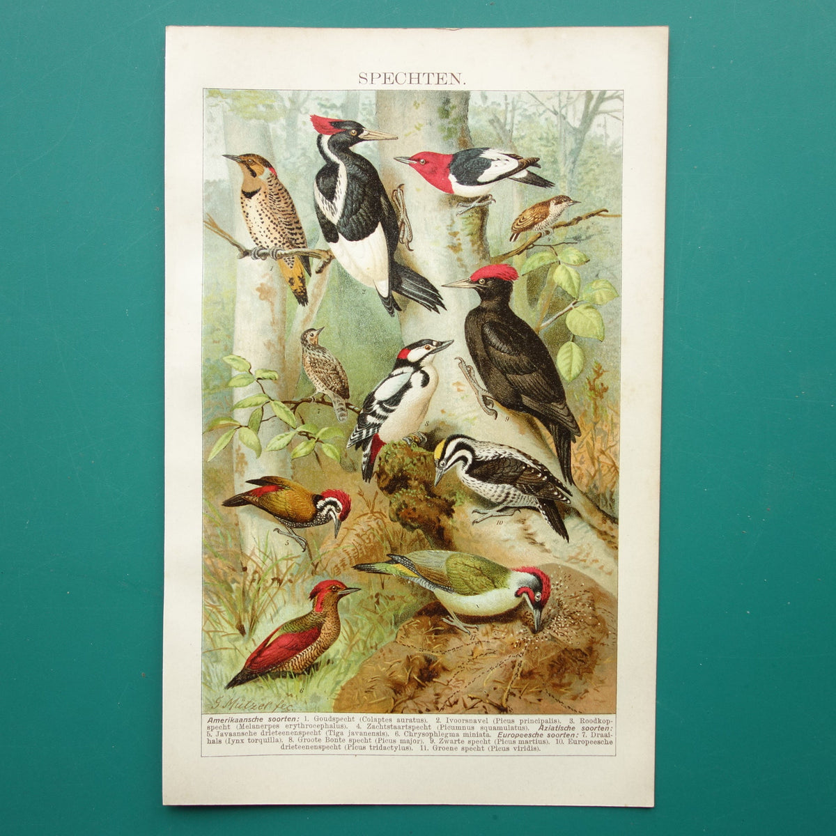 WOODPECKER old print 1911 original vintage pictures of birds Woodpeckers antique bird prints 16x25c 6x10" small