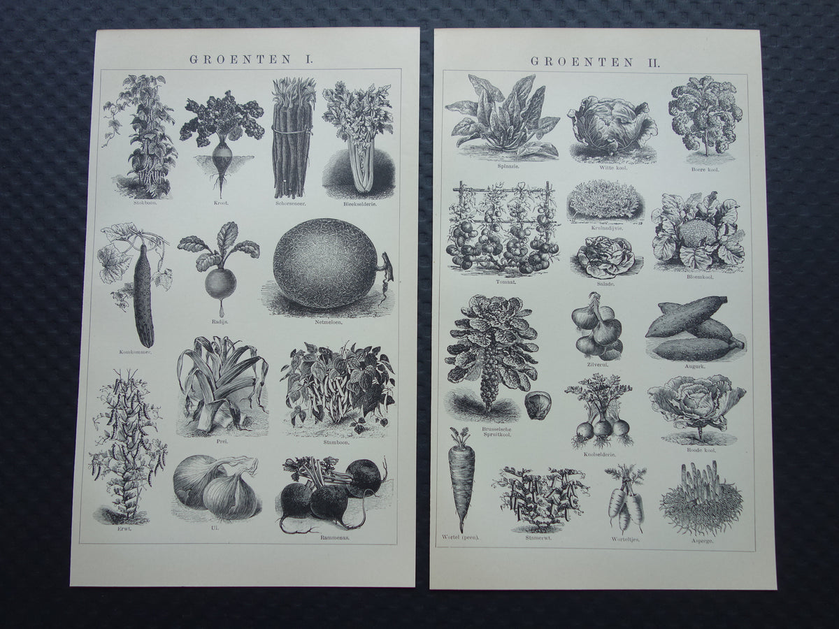GROENTEN oude prenten van groente uit het jaar 1908 - originele antieke illustratie - set van 2 vintage prints