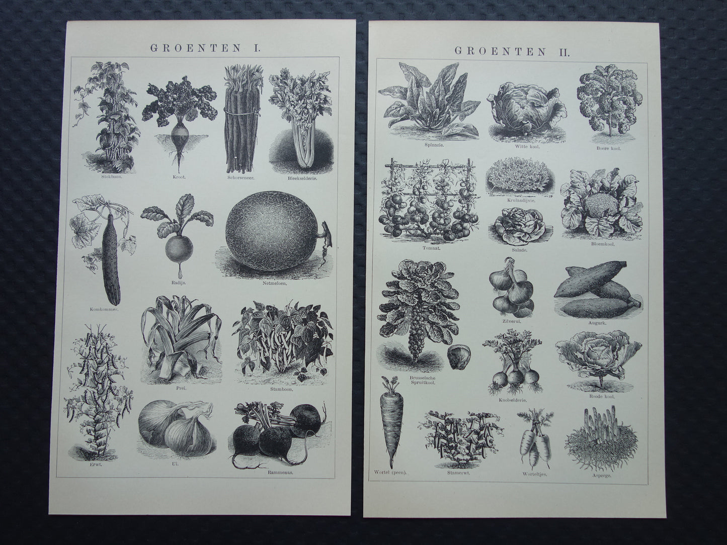 GROENTEN oude prenten van groente uit het jaar 1908 - originele antieke illustratie - set van 2 vintage prints