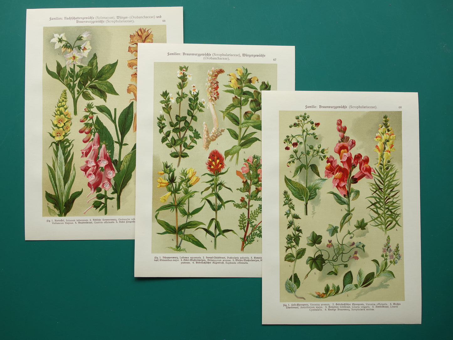 Antique botanical prints set of three 1911 original old illustration flowers plants