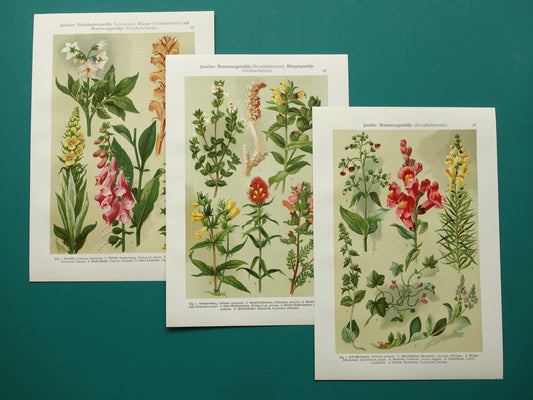 Antieke botanische prenten set van drie 1911 originele oude illustratie bloemen planten