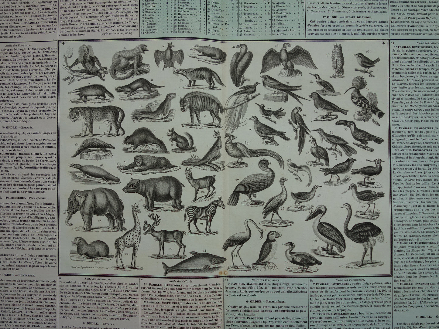 Oude dieren prent Zoogdieren en Vogels Oude illustratie Vintage print