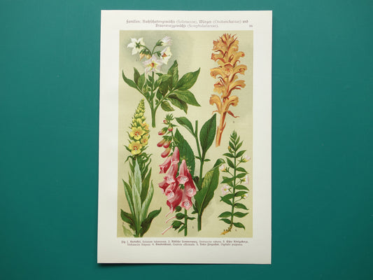 Antique Botanical Prints Set of Three 1911 Original Old Illustration Flowers Plants