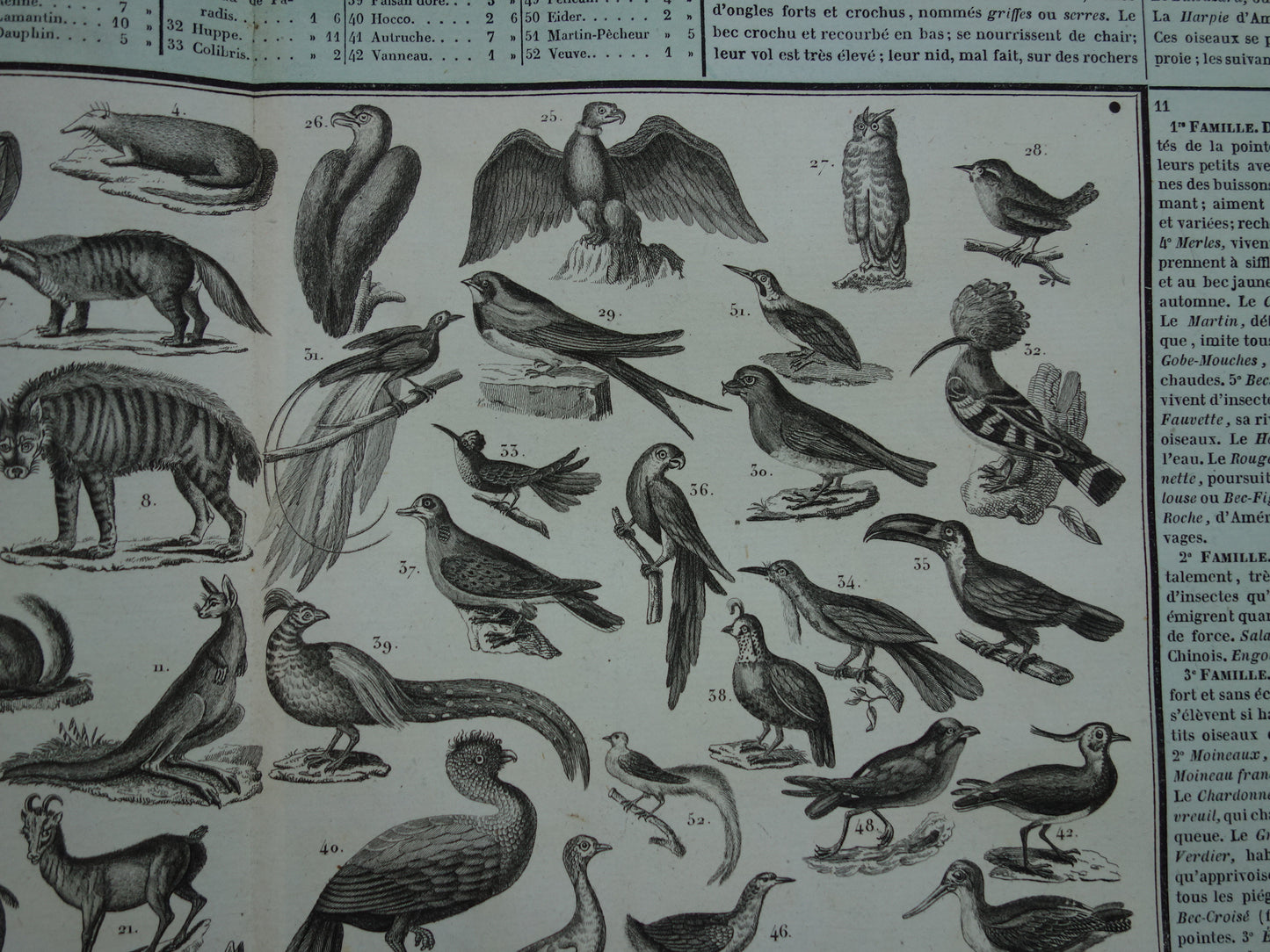 Oude dieren prent Zoogdieren en Vogels Oude illustratie Vintage print