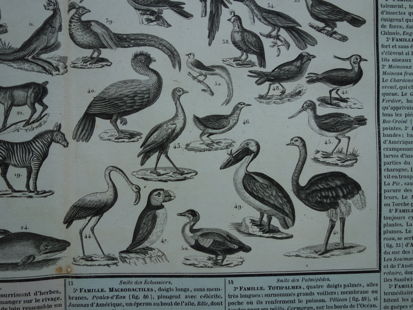 Oude dieren prent Zoogdieren en Vogels Oude illustratie Vintage print