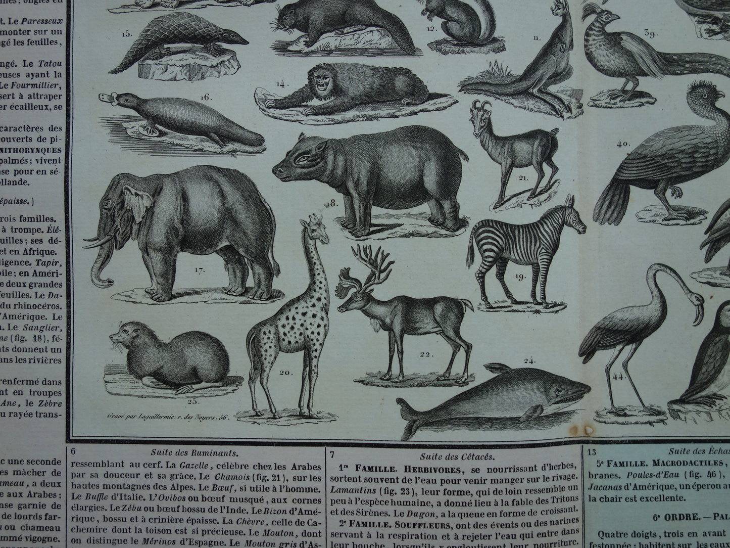 Oude dieren prent Zoogdieren en Vogels Oude illustratie Vintage print