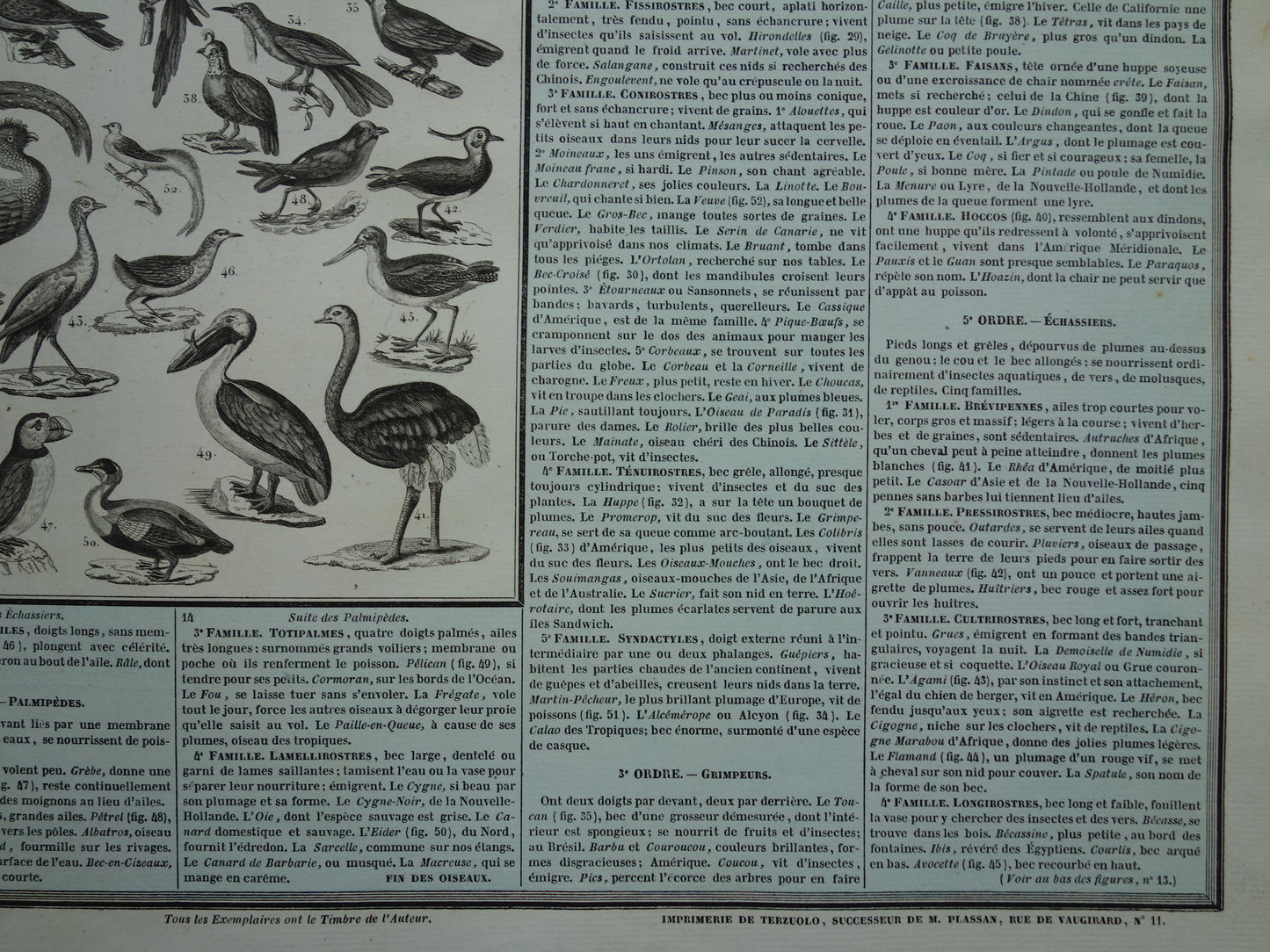 Oude dieren prent Zoogdieren en Vogels Oude illustratie Vintage print