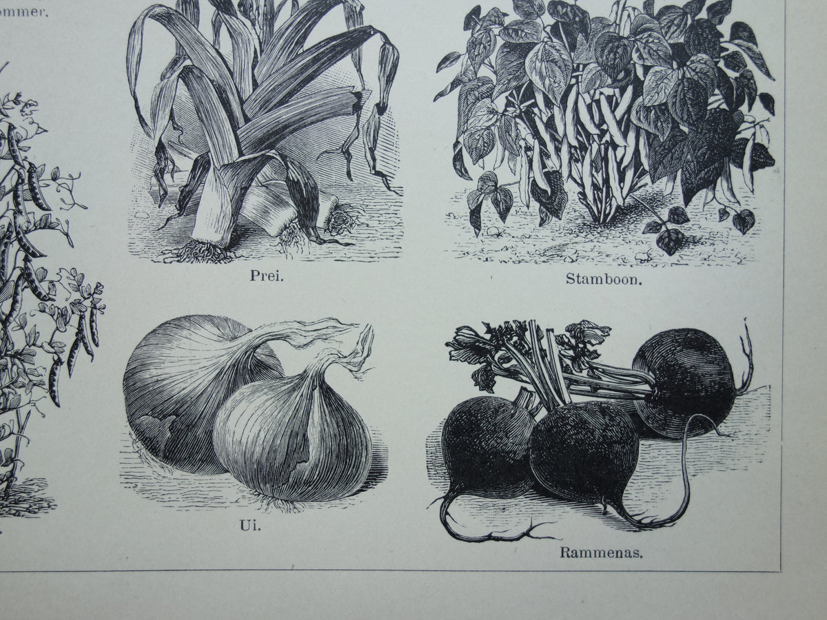 GROENTEN oude prenten van groente uit het jaar 1908 - originele antieke illustratie - set van 2 vintage prints