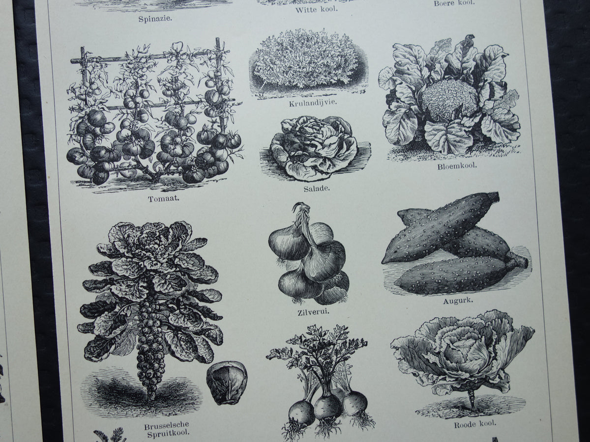 GROENTEN oude prenten van groente uit het jaar 1908 - originele antieke illustratie - set van 2 vintage prints