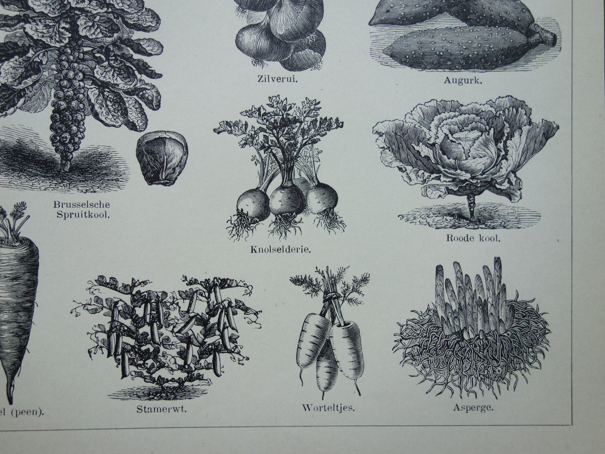 GROENTEN oude prenten van groente uit het jaar 1908 - originele antieke illustratie - set van 2 vintage prints