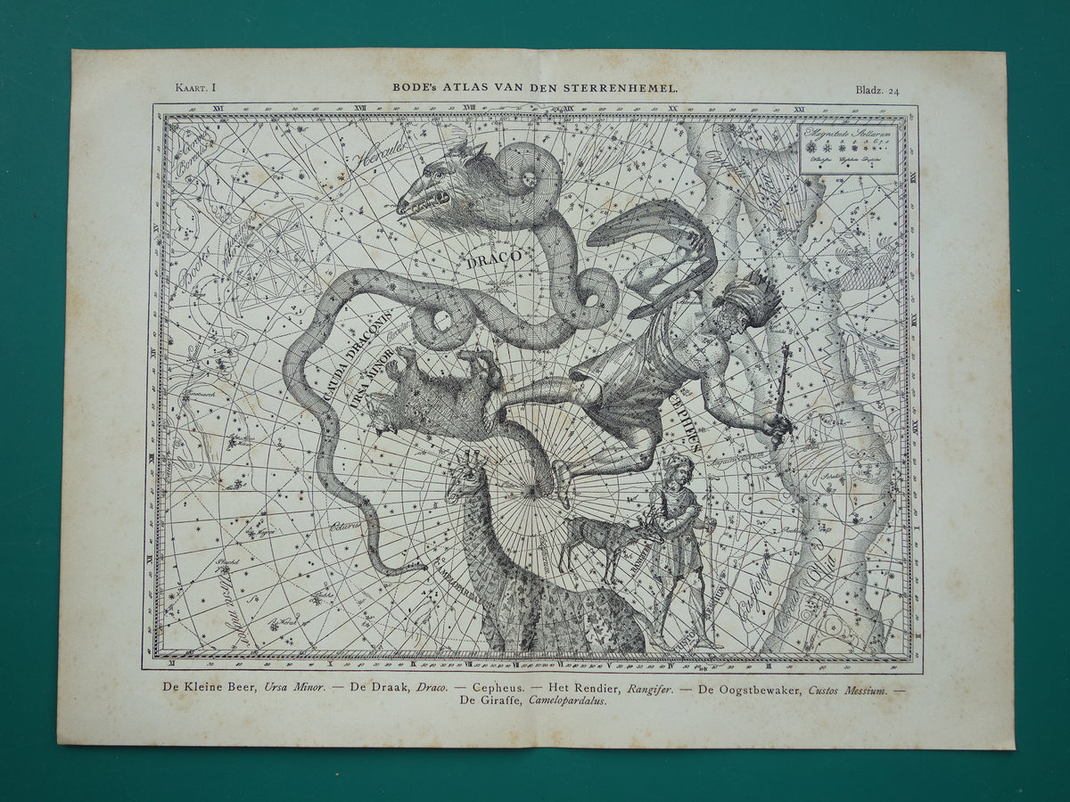 Sterrenbeeld Draak Oude astrologie prent Antieke sterrenkaart Cepheus astronomie sterrenbeelden vintage print Giraffe