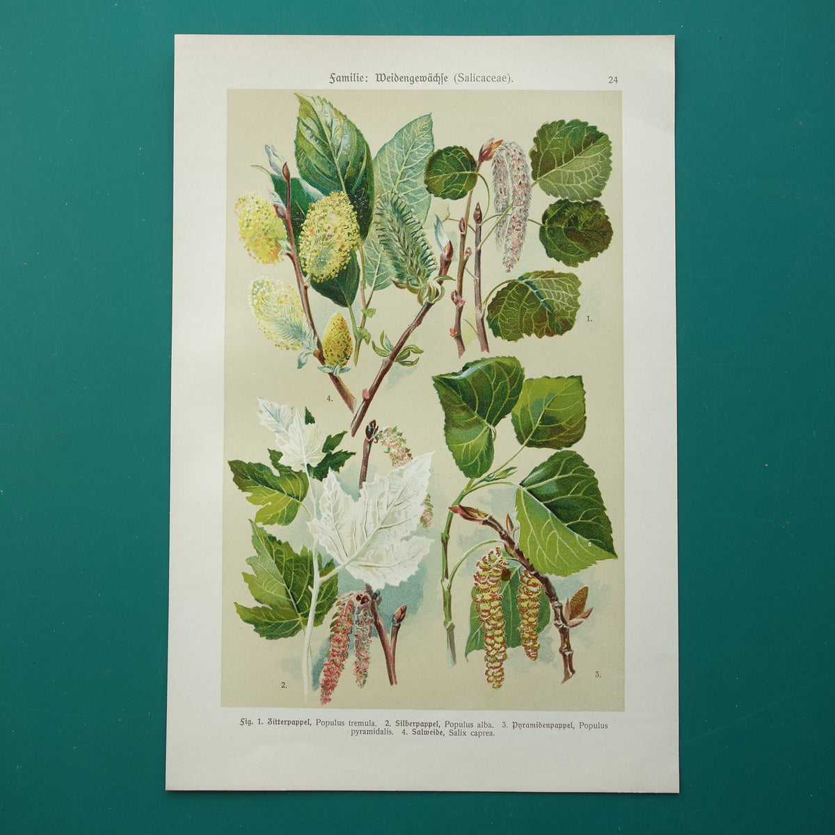 WILG KASTANJE POPULIER Oude botanische prent uit 1911 originele antieke illustratie set van twee prenten