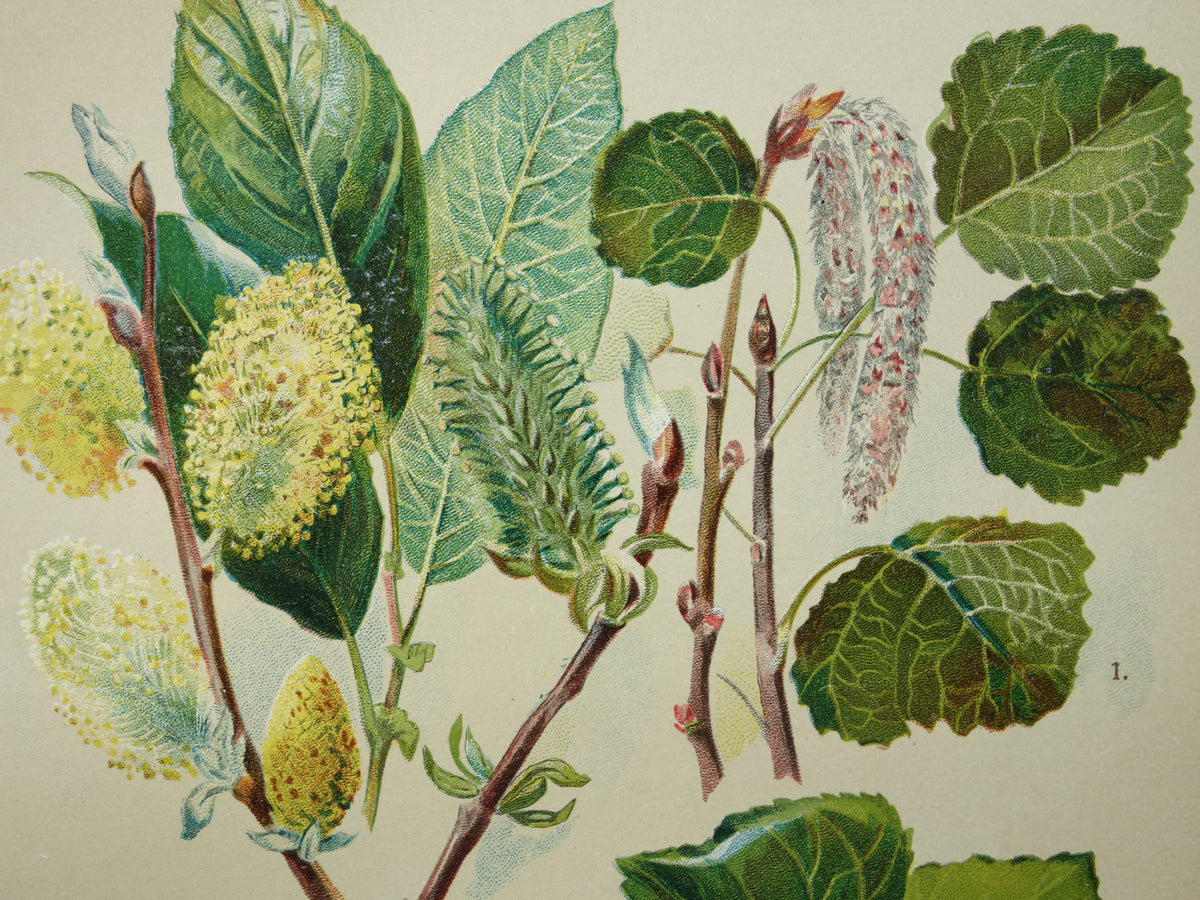 WILG KASTANJE POPULIER Oude botanische prent uit 1911 originele antieke illustratie set van twee prenten