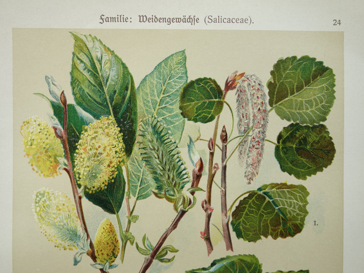 WILG KASTANJE POPULIER Oude botanische prent uit 1911 originele antieke illustratie set van twee prenten