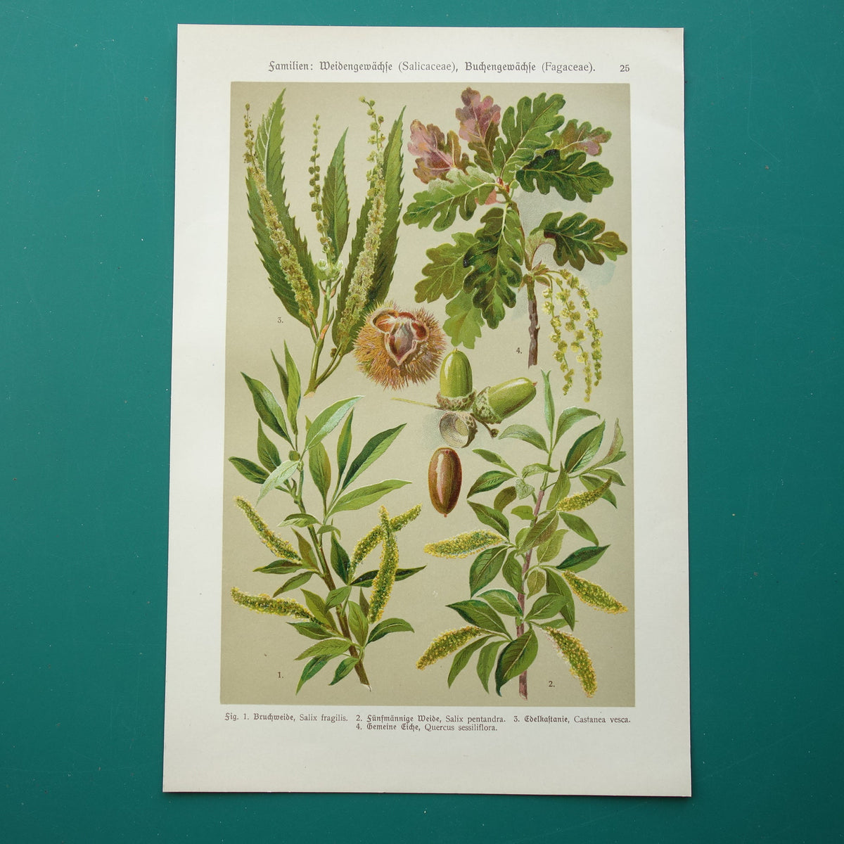 WILG KASTANJE POPULIER Oude botanische prent uit 1911 originele antieke illustratie set van twee prenten