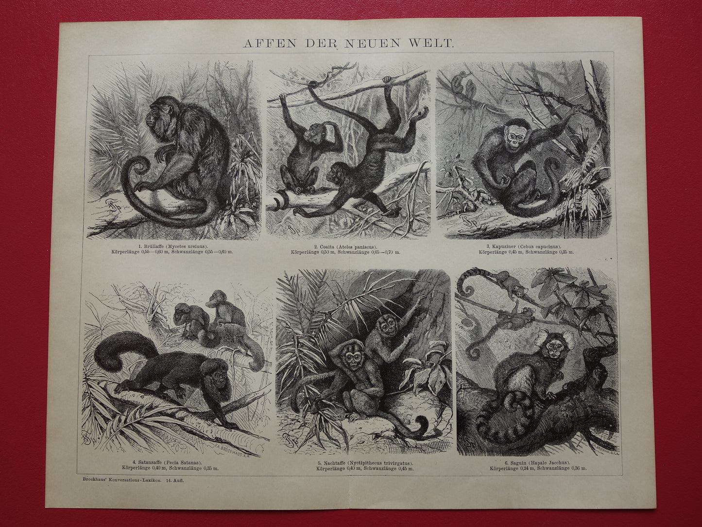 Monkeys antique print from 1898 Monkey Monkey species Old Illustration Original historical print