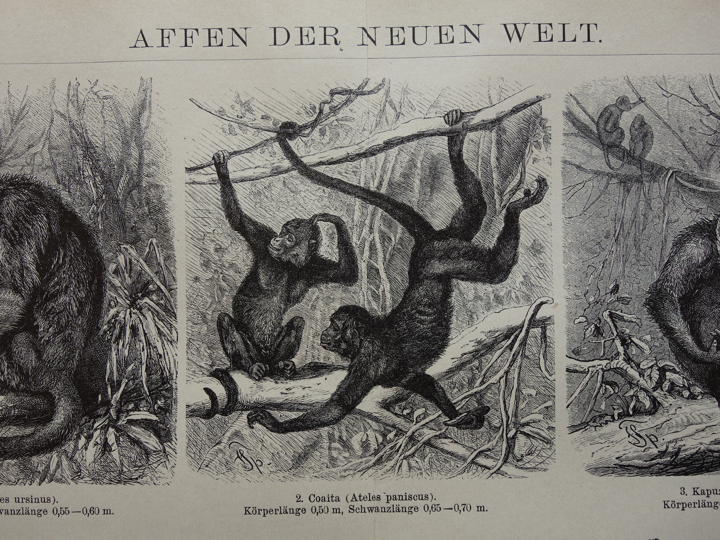 Monkeys antique print from 1898 Monkey Monkey species Old Illustration Original historical print