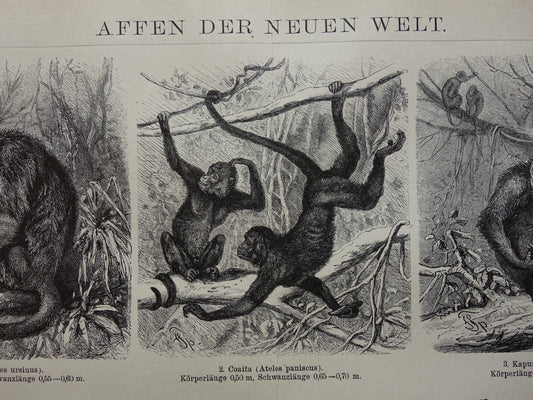 Antiker Druck von Affen aus dem Jahr 1898. Affenart. Alte Illustration. Originaler historischer Druck
