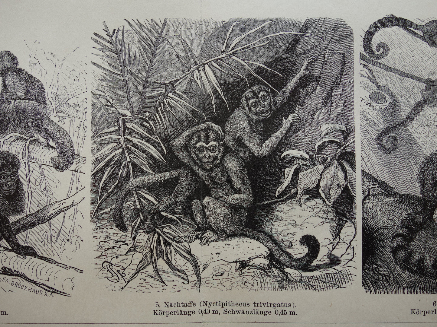 Monkeys antique print from 1898 Monkey Monkey species Old Illustration Original historical print