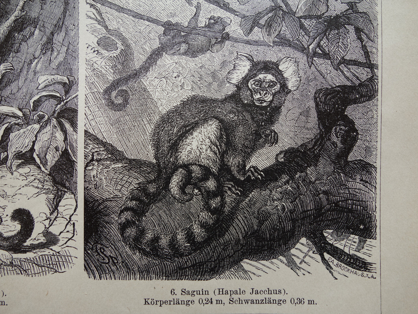 Monkeys antique print from 1898 Monkey Monkey species Old Illustration Original historical print