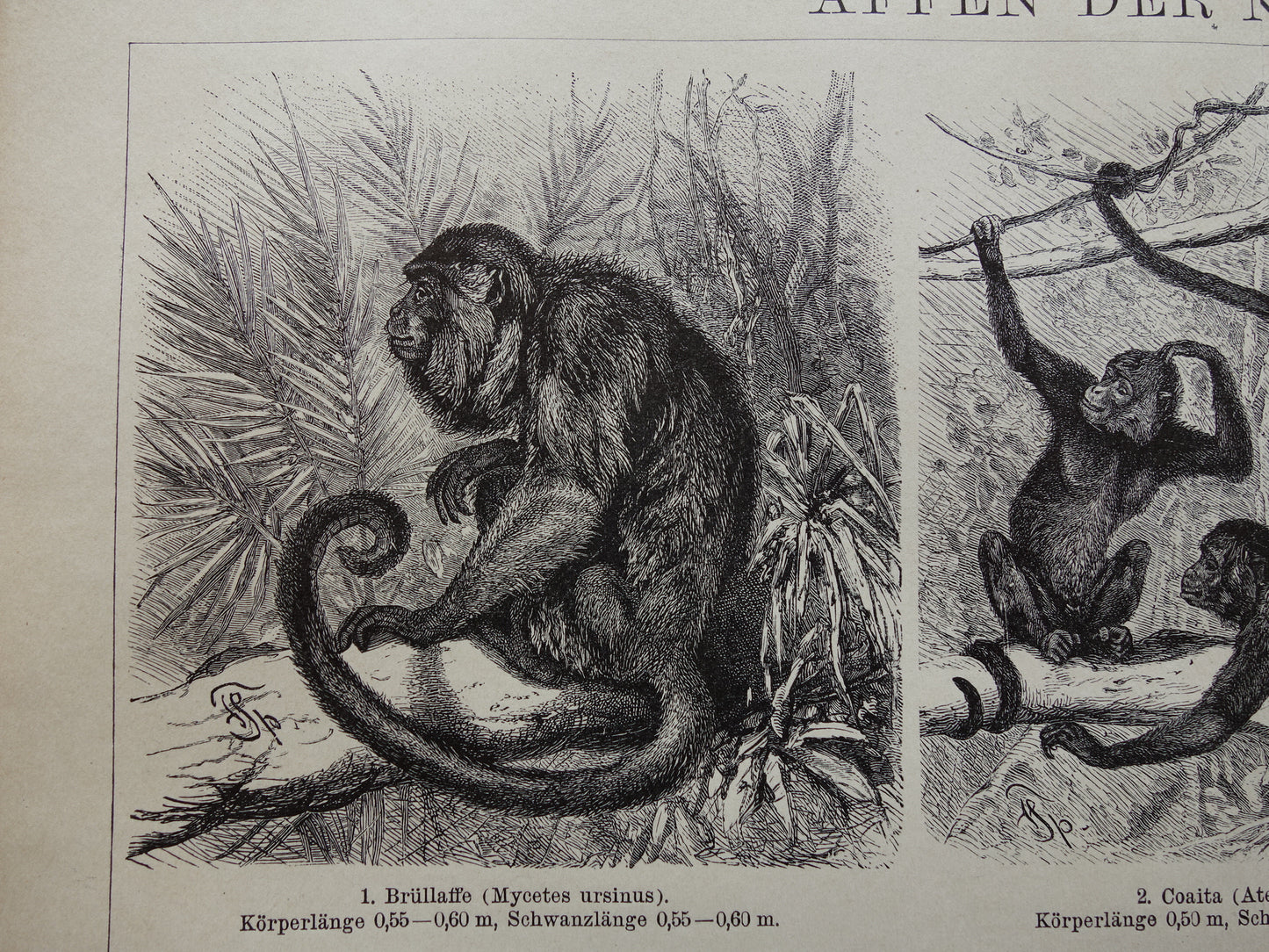 Monkeys antique print from 1898 Monkey Monkey species Old Illustration Original historical print