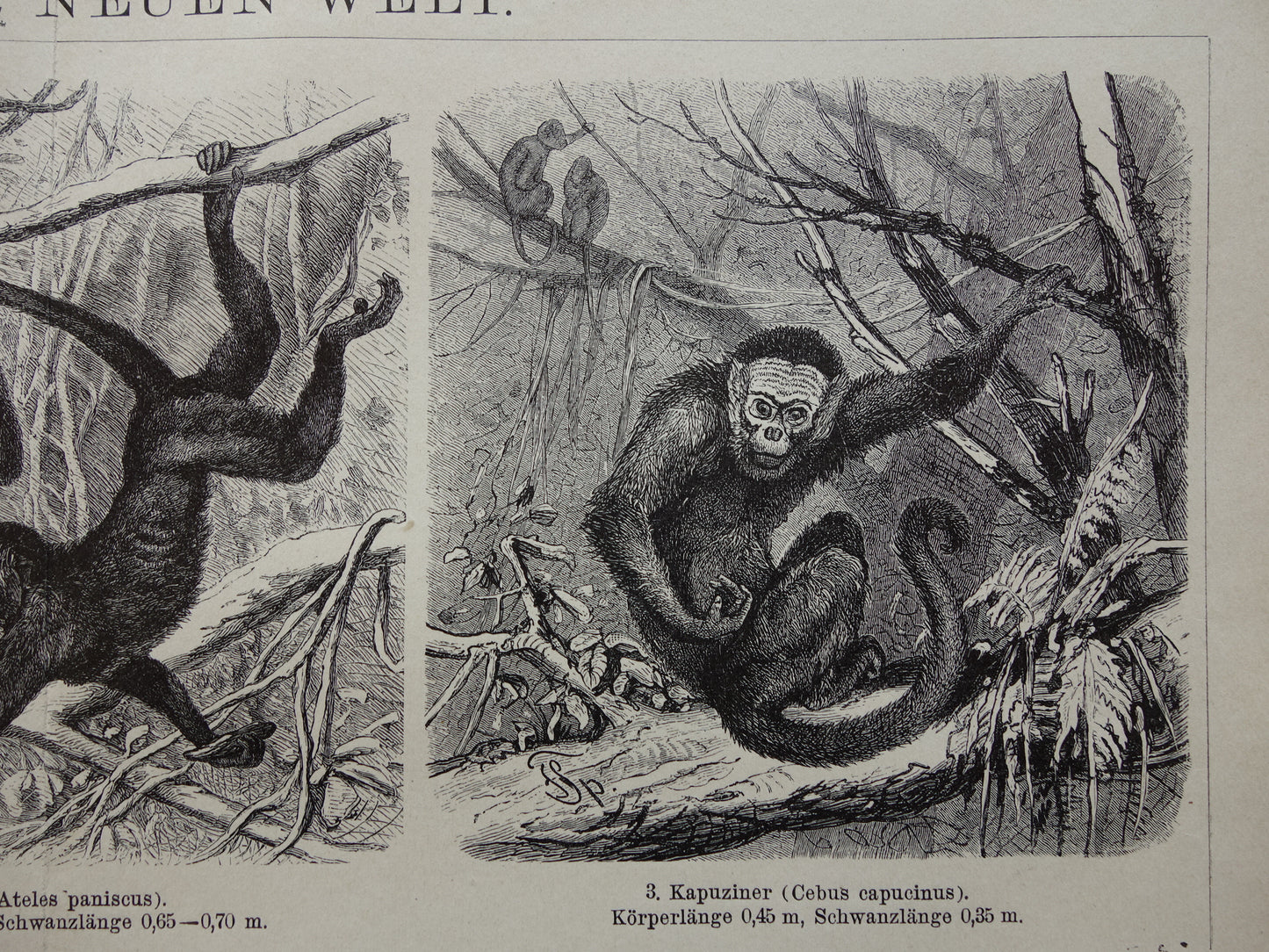 Monkeys antique print from 1898 Monkey Monkey species Old Illustration Original historical print