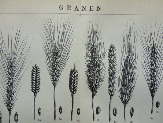 GRAIN old botanical print Cereals Wheat Corn original antique Dutch illustration from 1917 botany prints