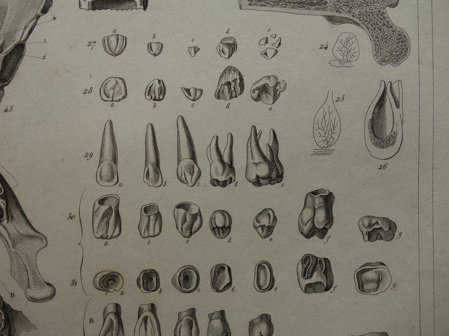 TANDEN oude anatomie print over Tand Kaak Gebit Antieke prent Vintage anatomische illustratie prent Kiezen Kaken