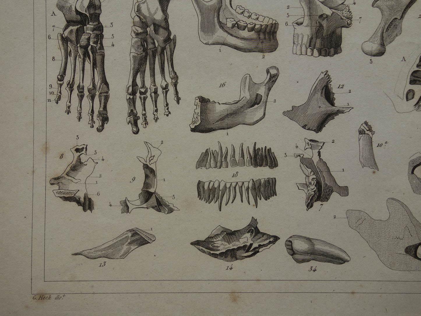 TANDEN oude anatomie print over Tand Kaak Gebit Antieke prent Vintage anatomische illustratie prent Kiezen Kaken