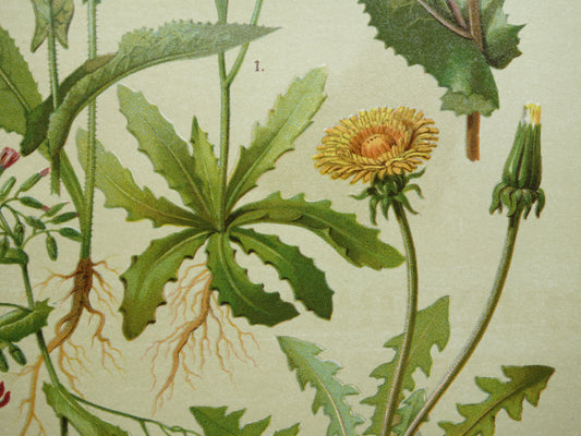 Alter botanischer Druck Löwenzahn, originale antike Illustration, Acker-Gänseblümchen, botanische Drucke, Blumen