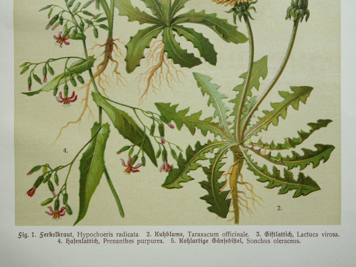 Oude botanische prent Paardenbloem originele antieke illustratie Biggenkruid botanie prenten bloemen