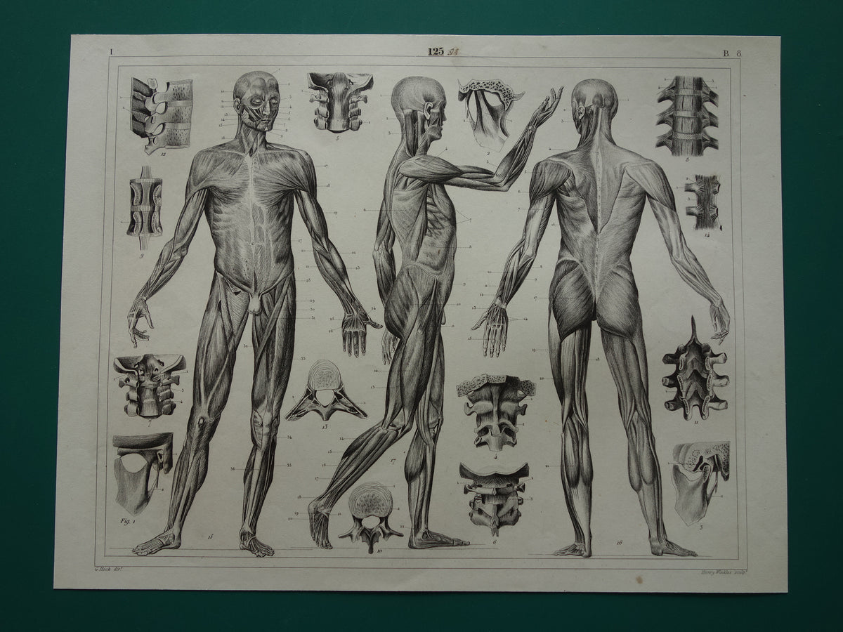 Oude Anatomie Prent Spieren van de Mens Originele 175+ jaar oude Illustratie Vintage Anatomische Prenten
