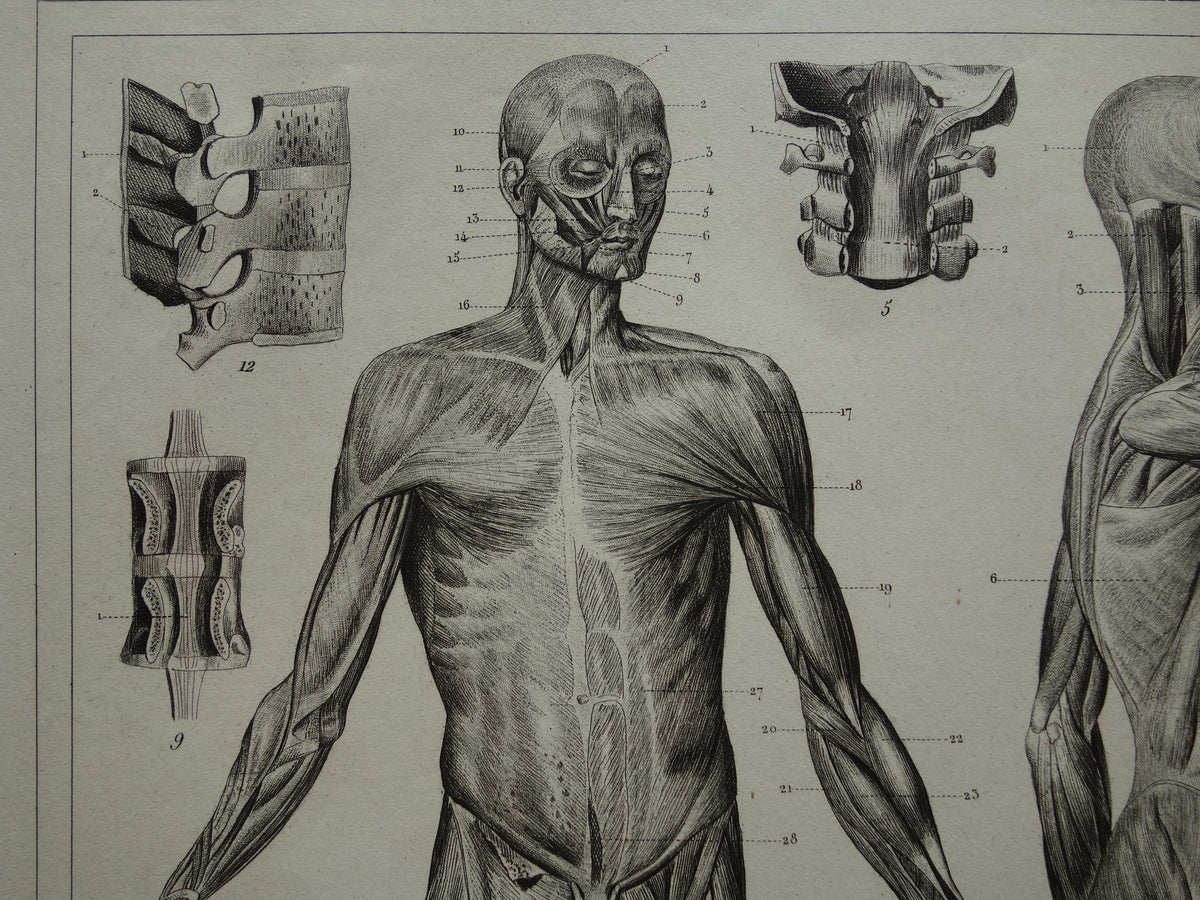 muscles of the human body old anatomy print