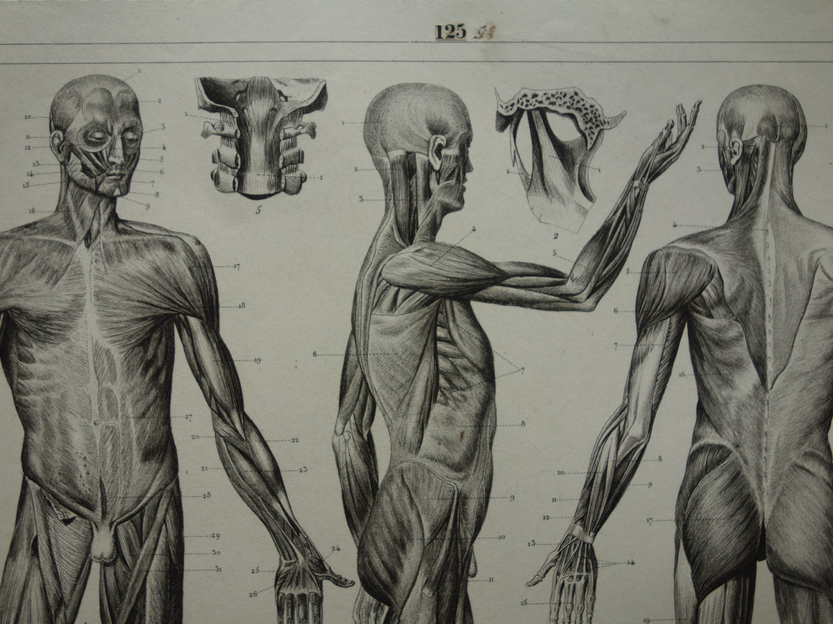 Old Anatomy Print Muscles of Human Original 175+ Year Old Illustration Vintage Anatomical Prints
