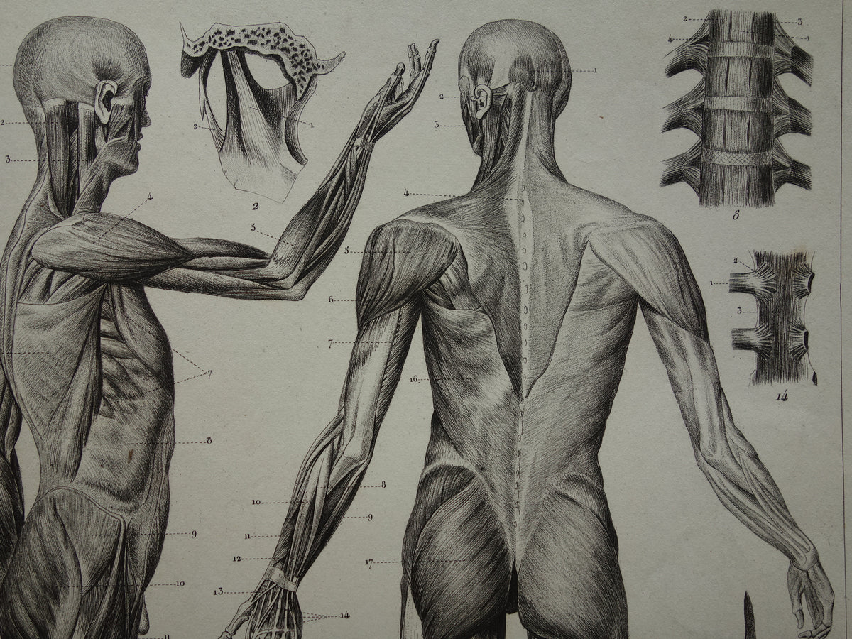 Old Anatomy Print Muscles of Human Original 175+ Year Old Illustration Vintage Anatomical Prints