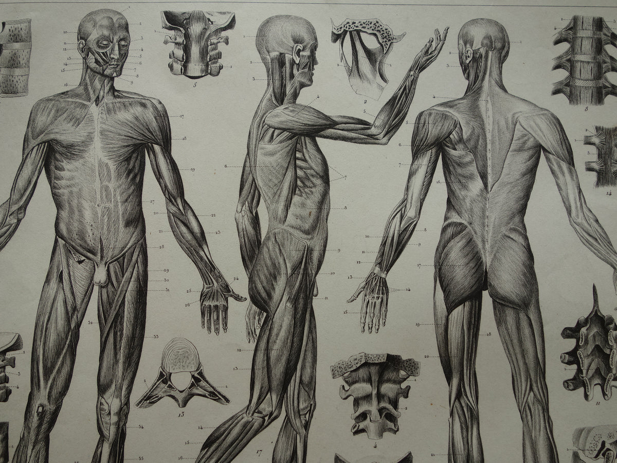 Old Anatomy Print Muscles of Human Original 175+ Year Old Illustration Vintage Anatomical Prints